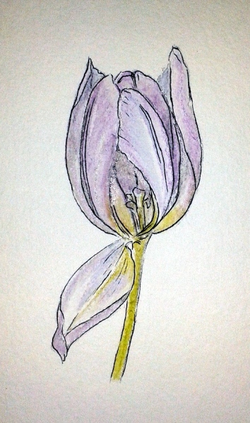 Tulip 2sc